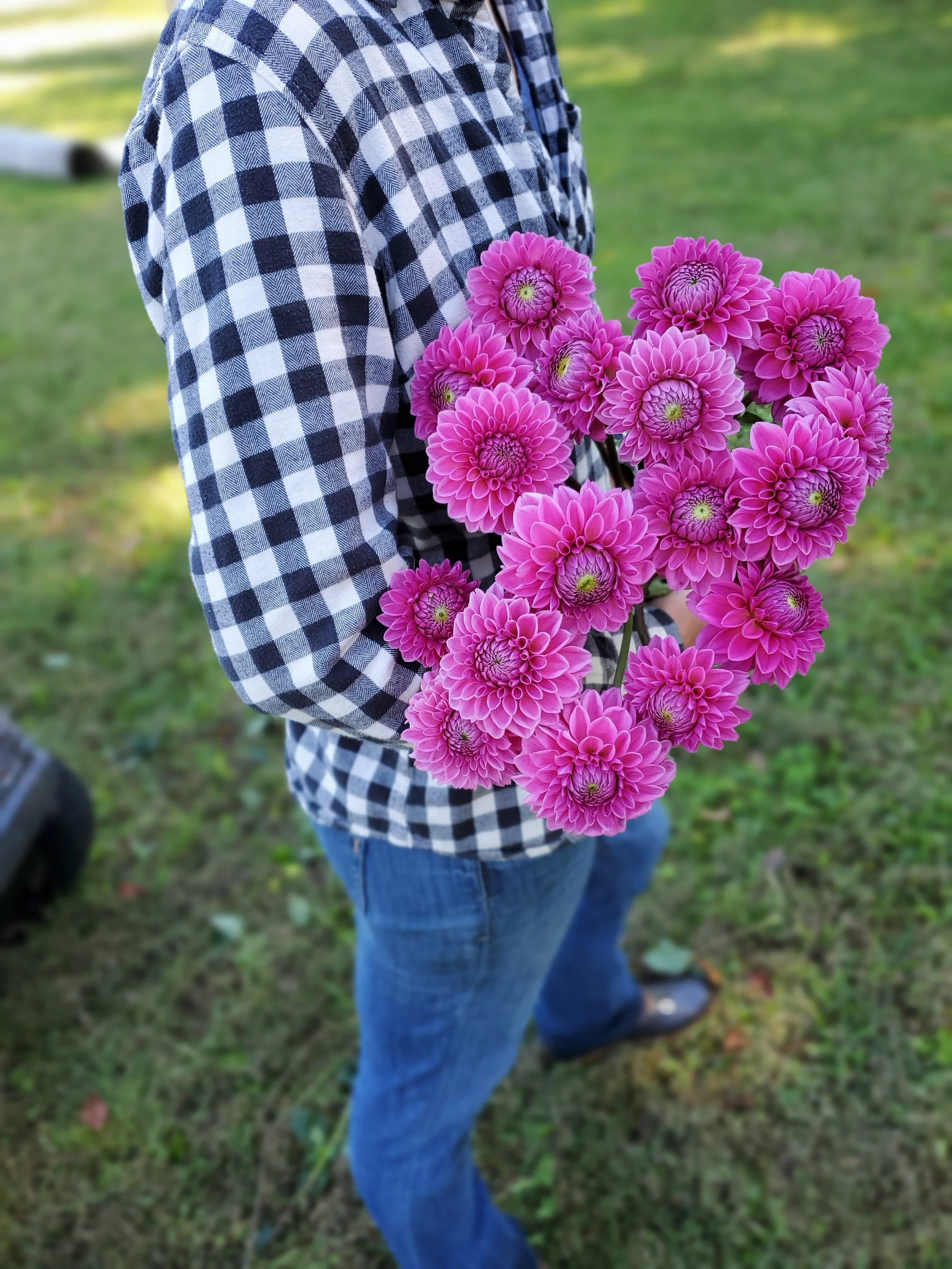 soor ploom■DAHLIA SMOCK■TEA Snoho Peggy Dahlia Tuber — Goose Creek Gardens, Ltd.